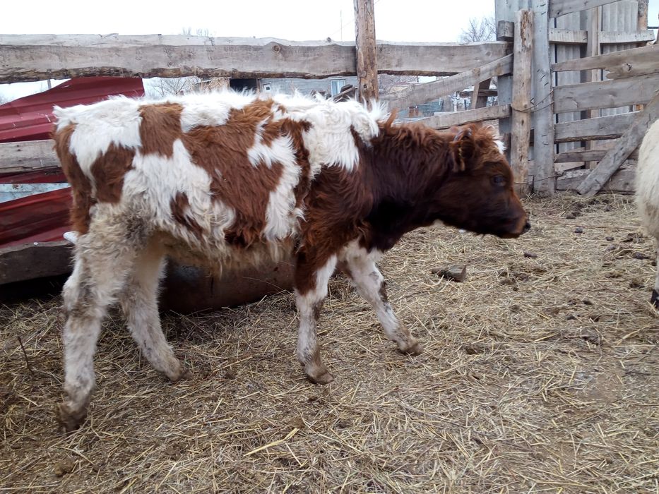 Бузаулар сатамын