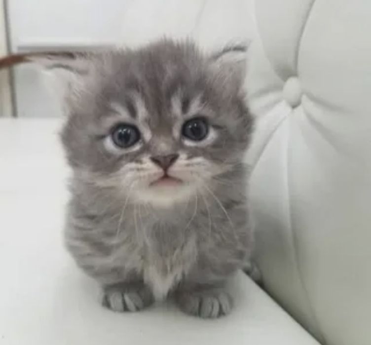 Котята скотиш страйк