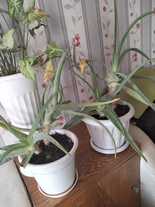 Алоэ цветы большие