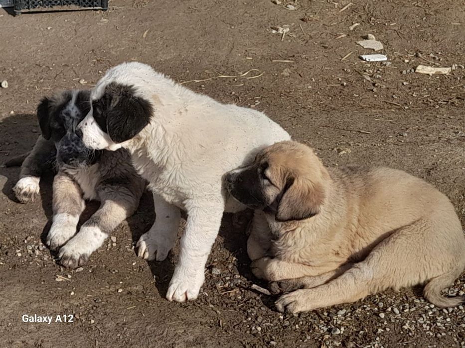 Alabay bolasi sotiladi