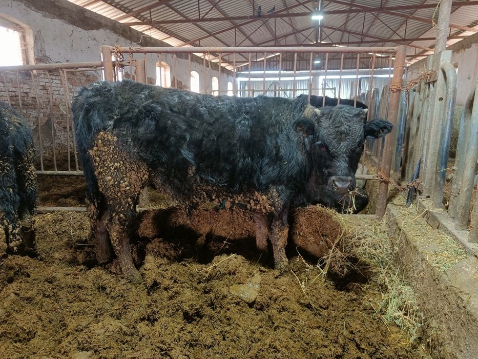 Tăurași metis wagyu