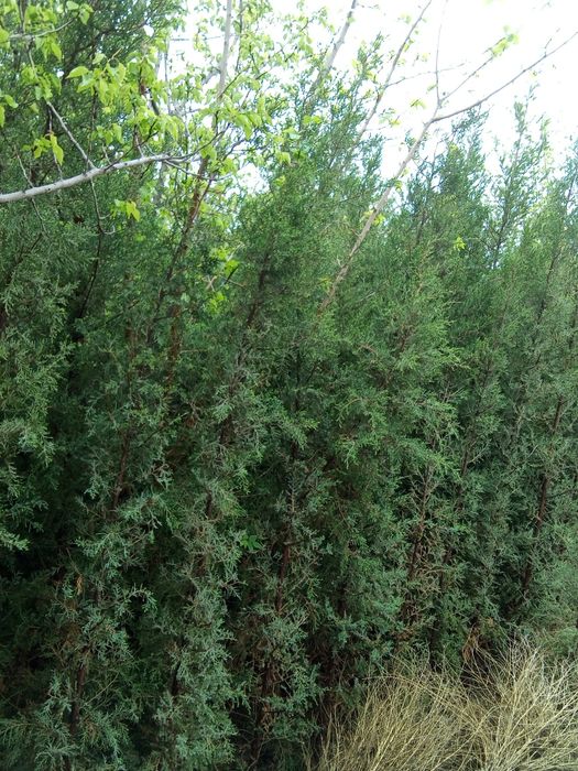 Joyidan kovlab beriladi