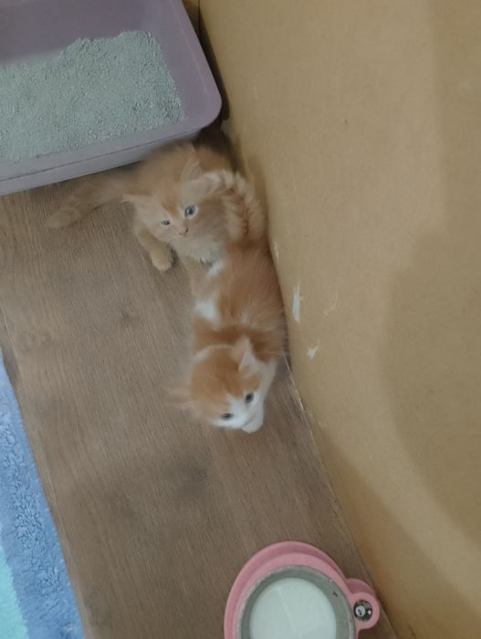 Отдам котят бесплатно