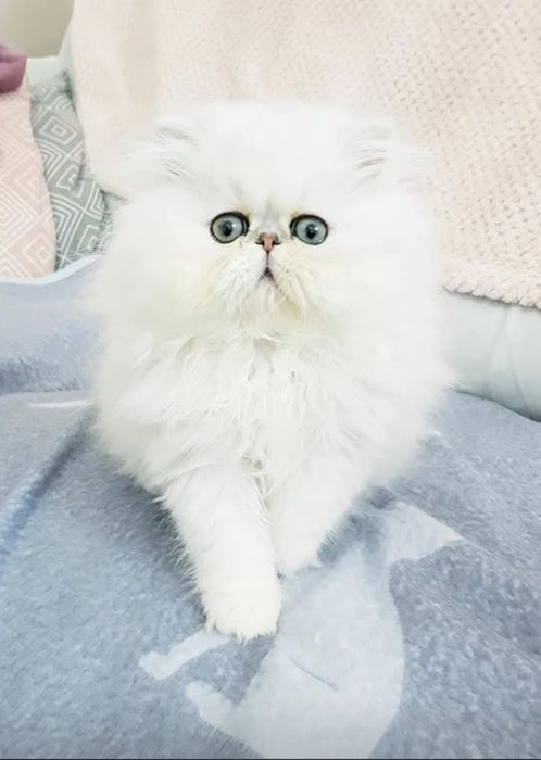Persana chinchilla white silver