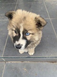 Cățel de rasa pui 900 lei