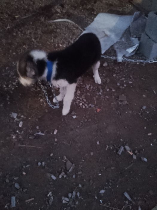 Төбет күшігі сатылады