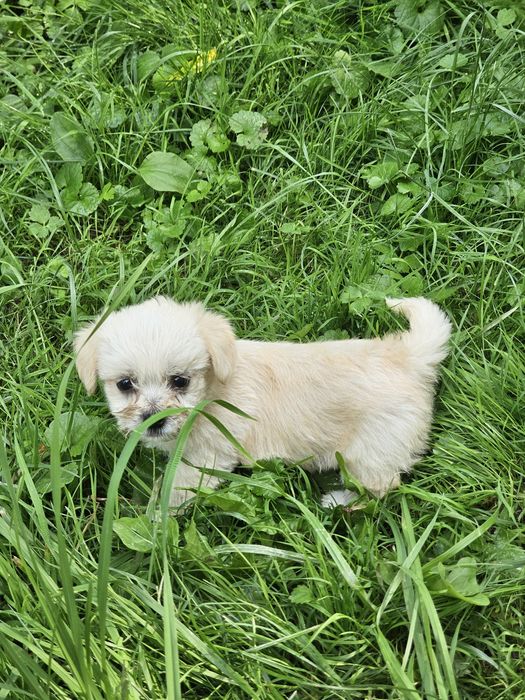 Fetiță de bichon.