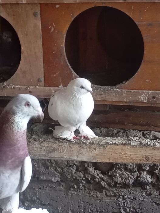 Продам голубей Жиганов и сочей