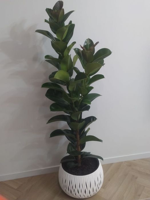 Fikus safiya 2 metrli.