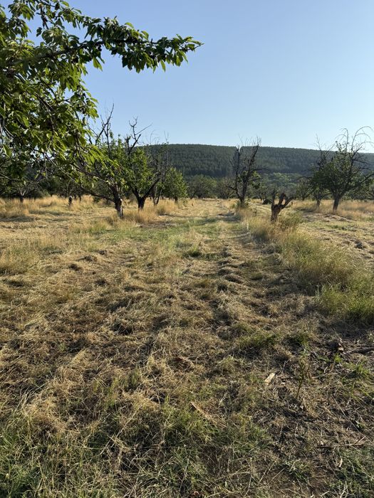 КОСЕНЕ НА ДВОРОВЕ, НИВИ И ЗАТРЕВЕНИ  ПЛОЩИ   Предлагам професионално косене с малък трактор и Транспортни услуги с платформа
