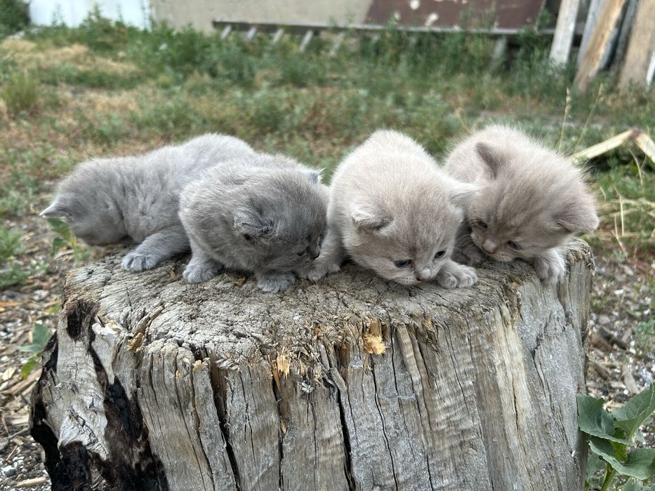 Британские котята