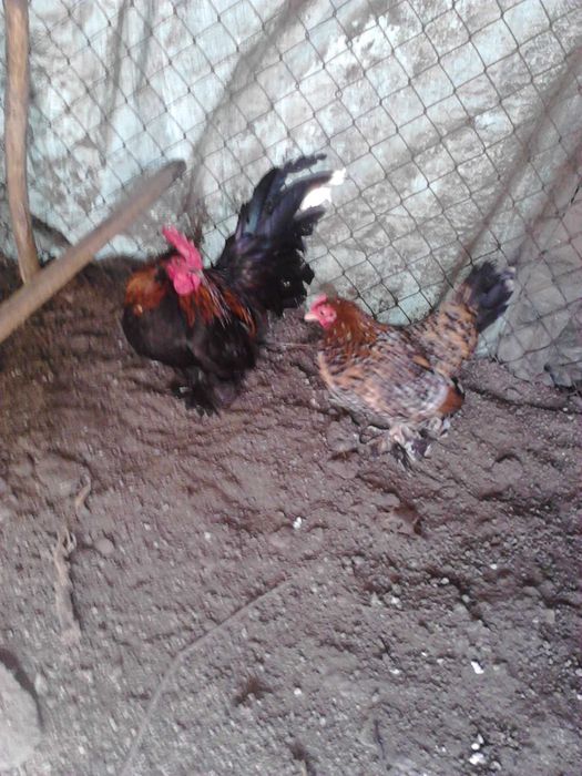 gaini si cocosei pitici mii de flori