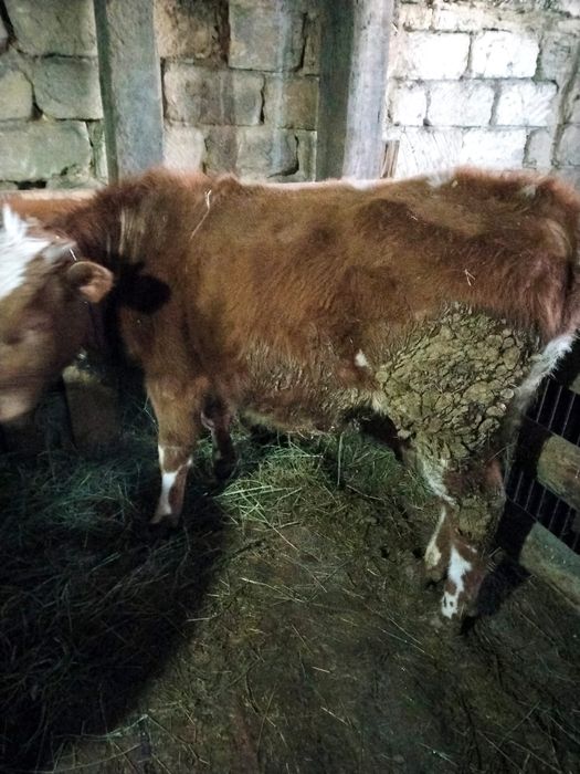 Бычок ,годовалый