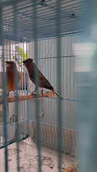 Кансрейки. Самцы и самки