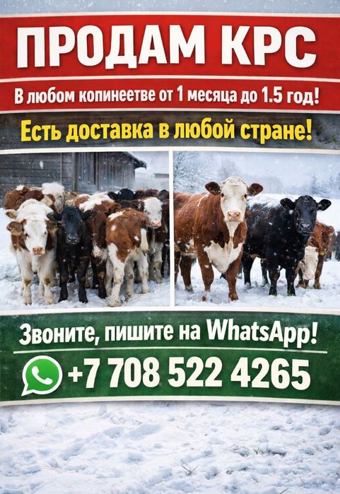 Бузау телята барма