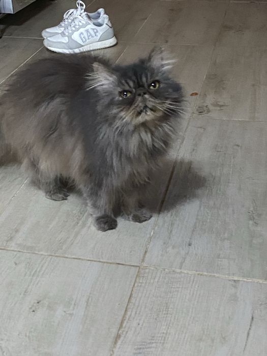 Търся дом за котка