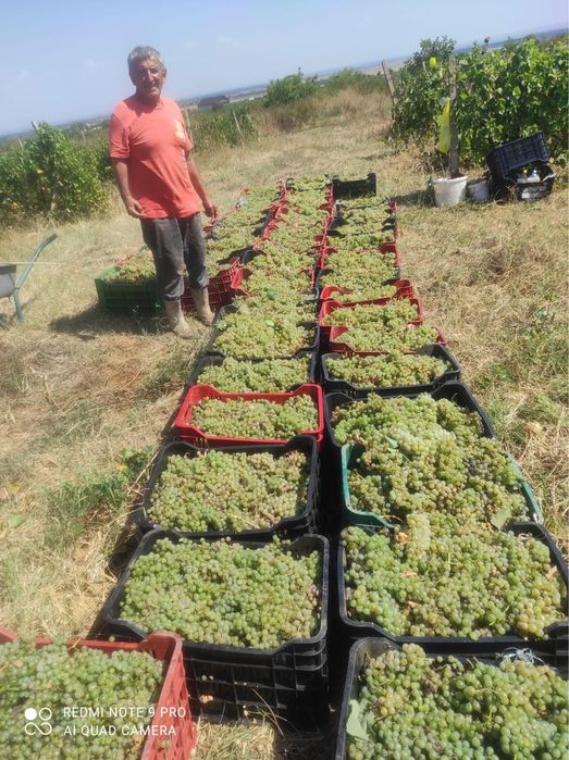 Struguri pentru vin!