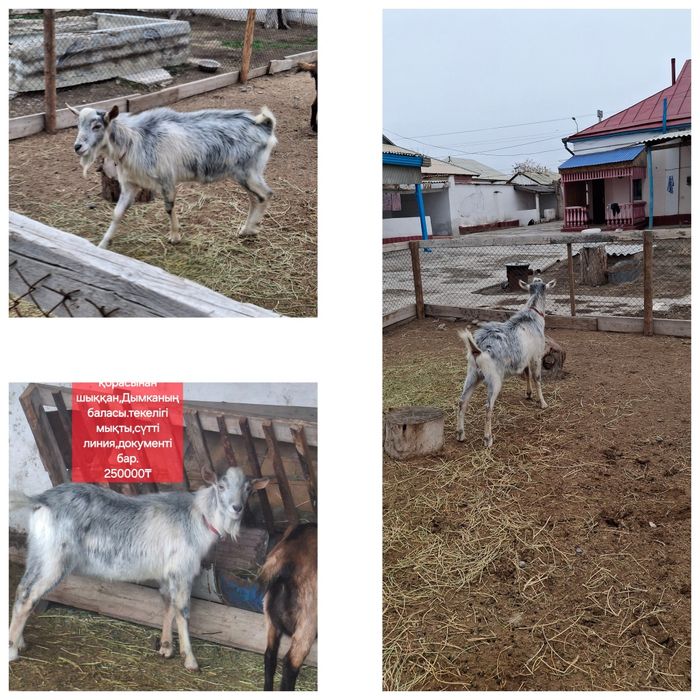 Таза қанды  алпи Теке сатылады.
