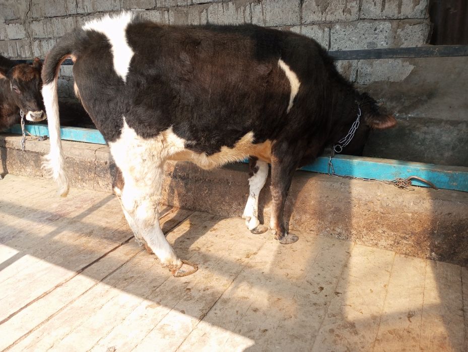 Продам жирную телку