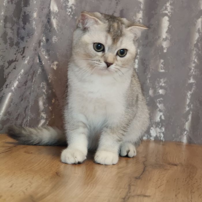 Кошечка5 мес Шотландская черепашка тикинг