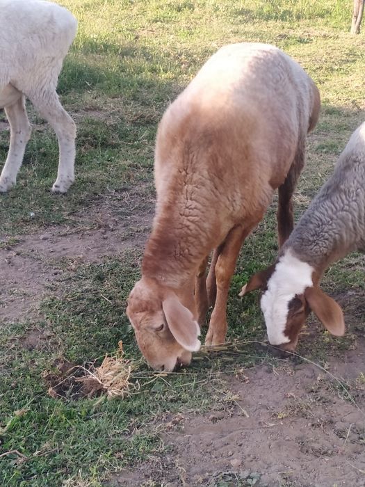 Кочкар откормленный