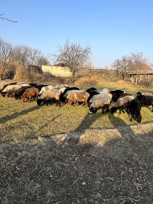 bug'oz quylar sotiladi