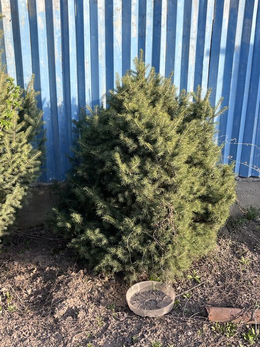 Ёлка , количество 4штука