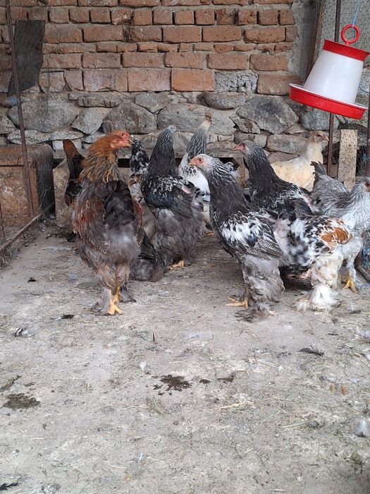 Pui brahma vaccinati si deparazitati.