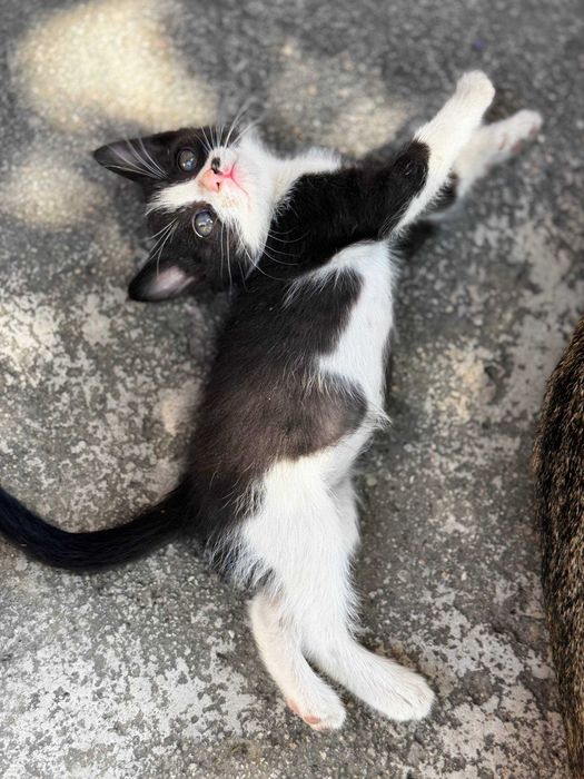 Отдам котят бесплатно в хорошие руки