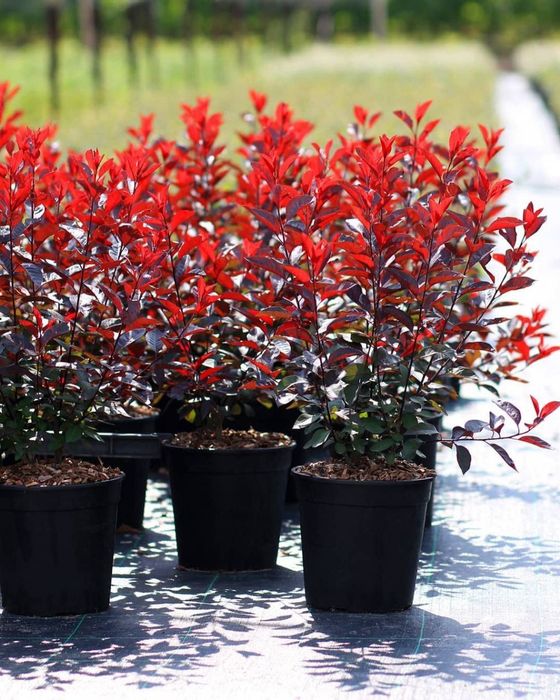 Кустарниклар бомба скидкада факат 8мартга кадар