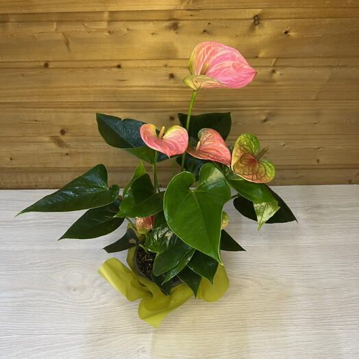 Мужское счастье розового цвета