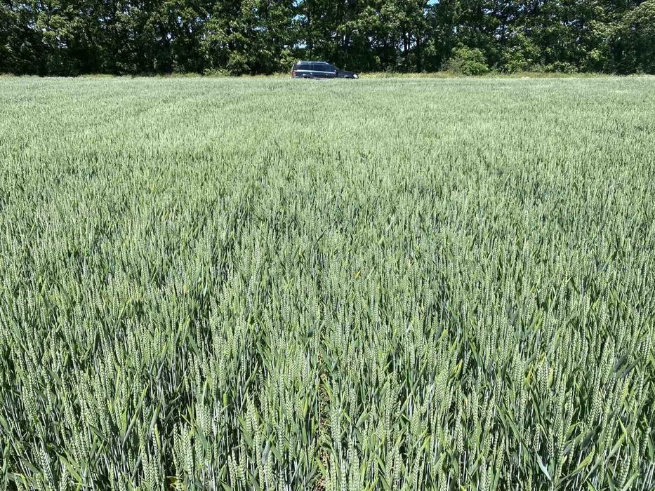 Течен органичен тор с микроорганизми НПК Био Бленд Микробиал