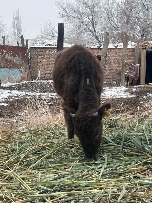 Екі ұрғашы баспақ