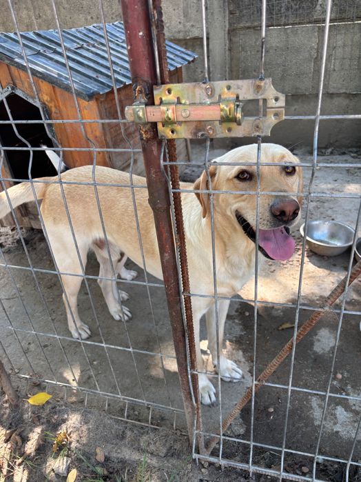 Donez labrador mascul