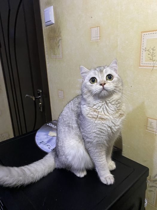 Britanskiy seriy shenshila