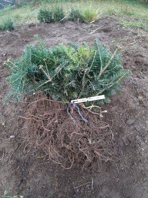 Puieti brad alb Abies alba la ghiveci P11- plantare 12 Luni/an