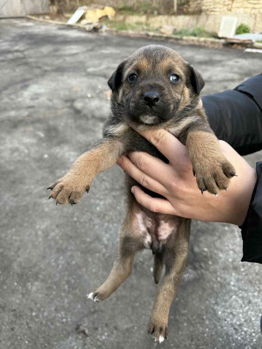 Малки сладки кученца