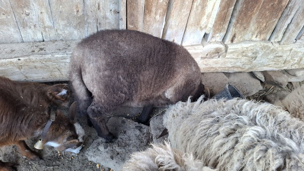 2 miei intre 20-25 kg