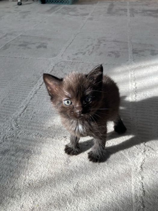 отдам красивых  котят