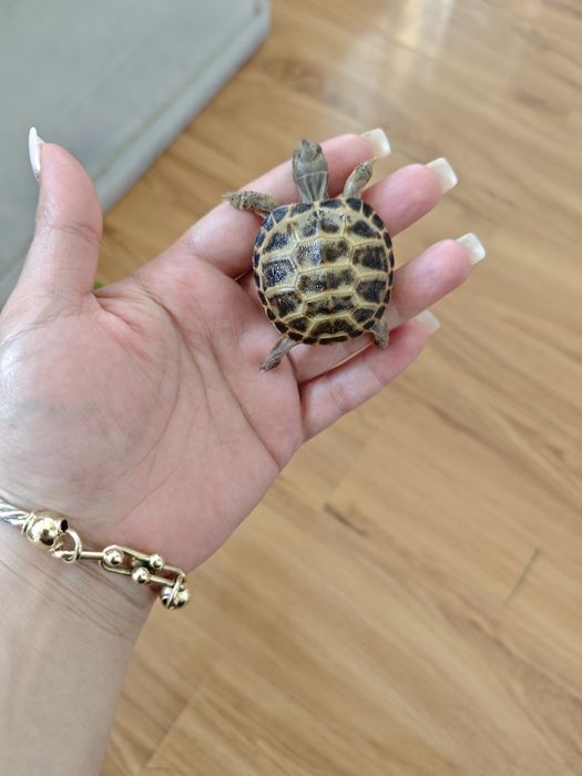 Черепашки тошбака