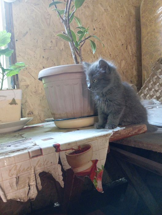 Отдам котят в добрые руки