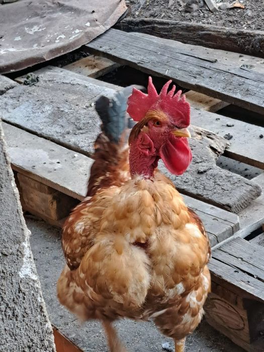 Cocosi crescuti la tara