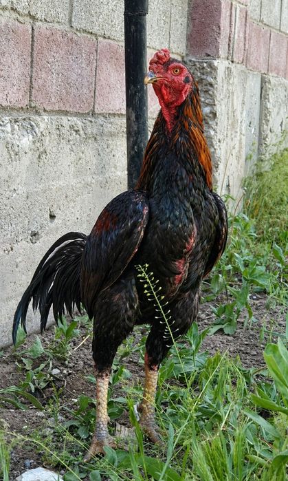 Япония O-Shamo атака