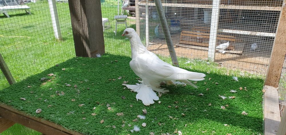 Голуби бойные разных мастей