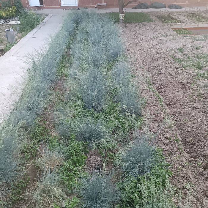 Овсянница кучатлари сотилади