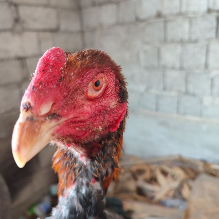 Бойтсовые петух прадаётся