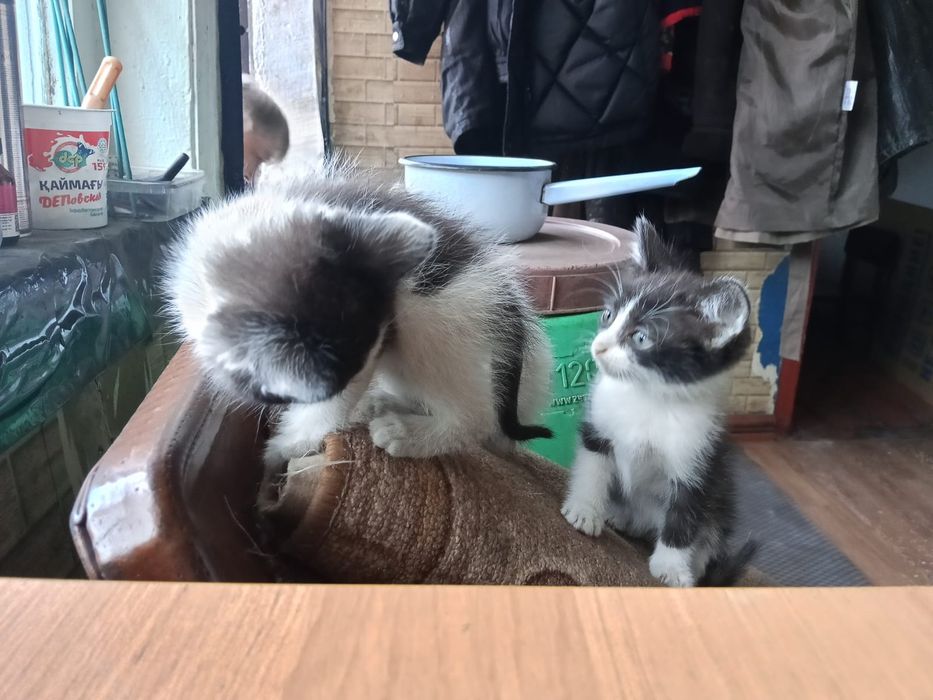 Отдам котят в добрые руки