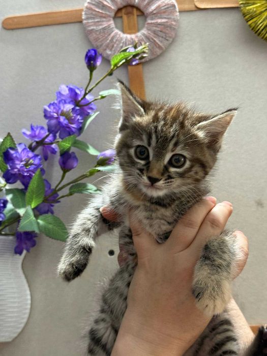 Котята Скоттиш страйт и фолд