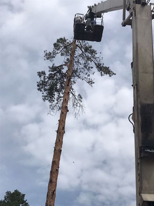 Спил деревьев и распил дров.