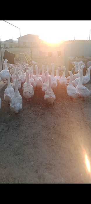 Қаз сатамын 13000